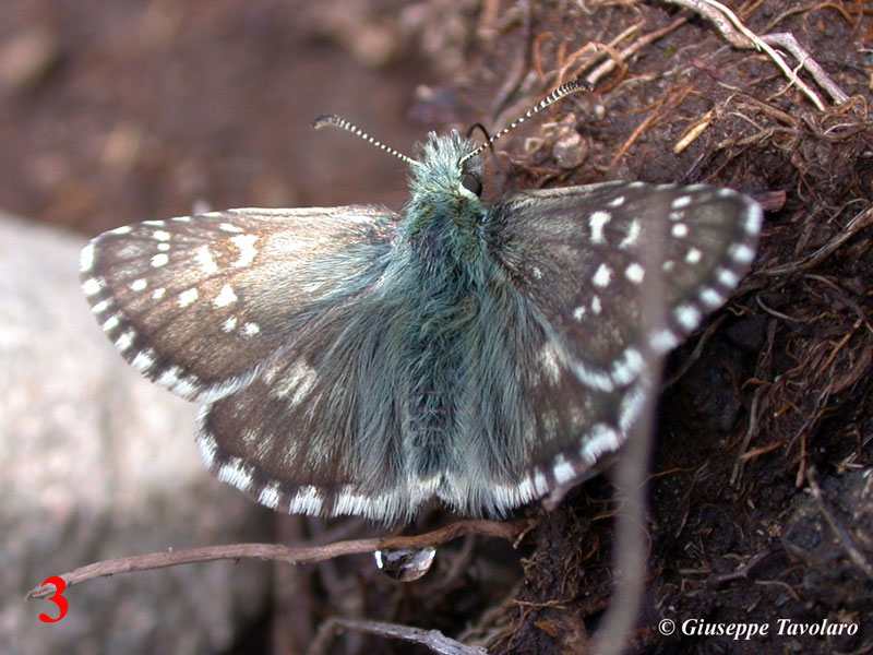 Cupido minimus