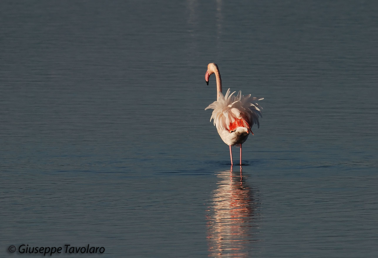 Fenicotteri all''alba.