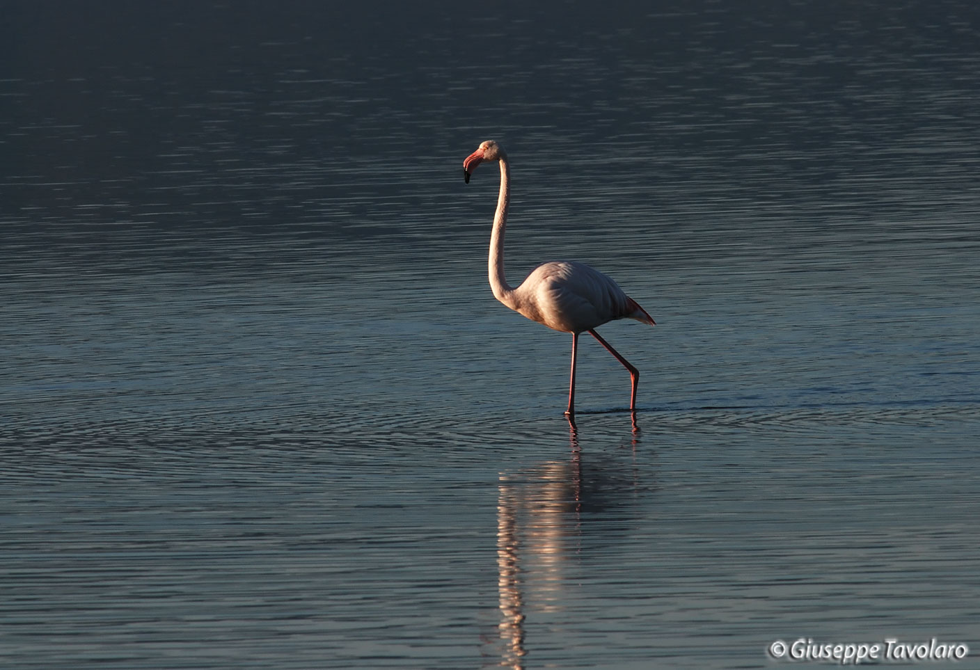 Fenicotteri all''alba.