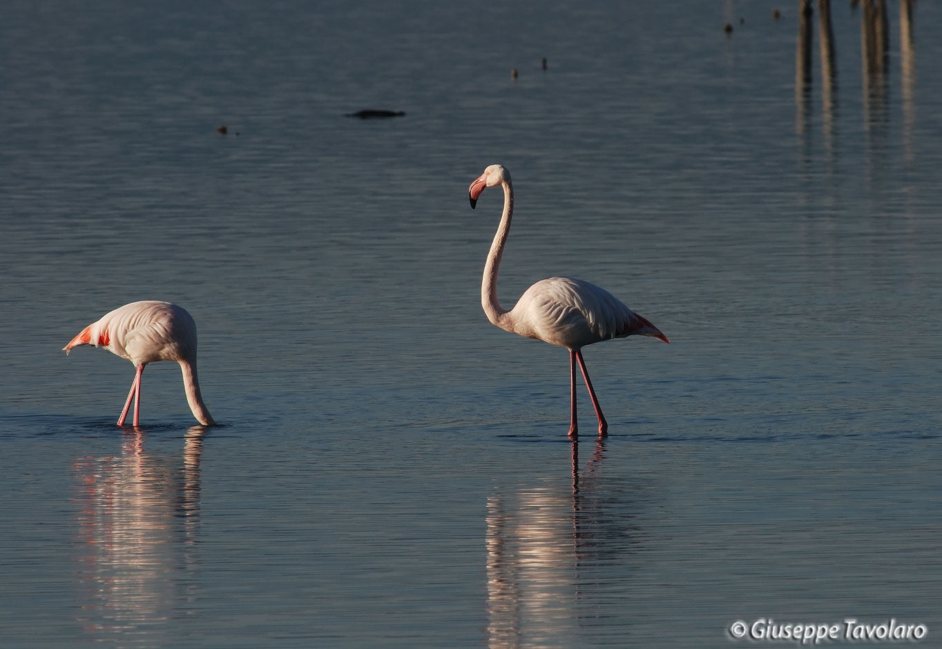 Fenicotteri all''alba.