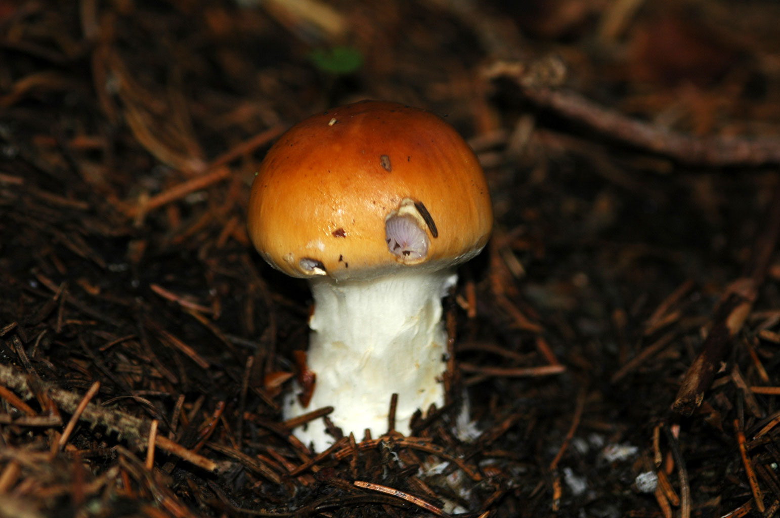Altri funghi.