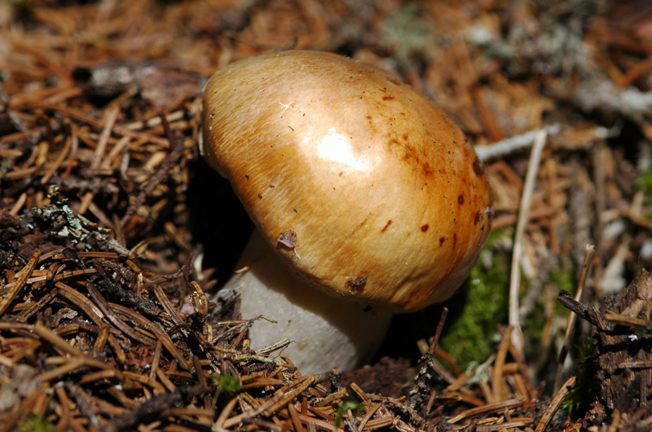 Altri funghi.