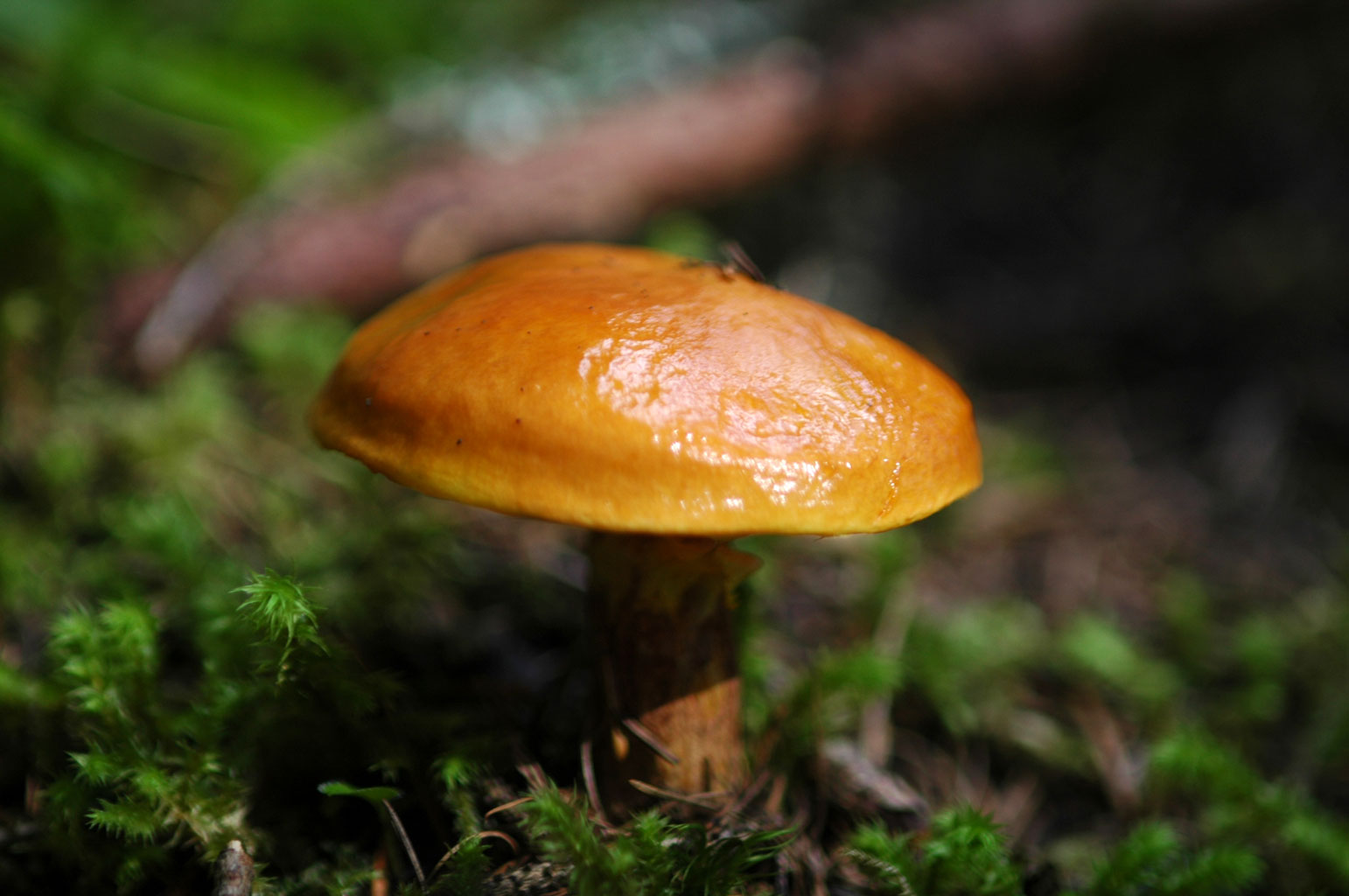 Altri funghi.