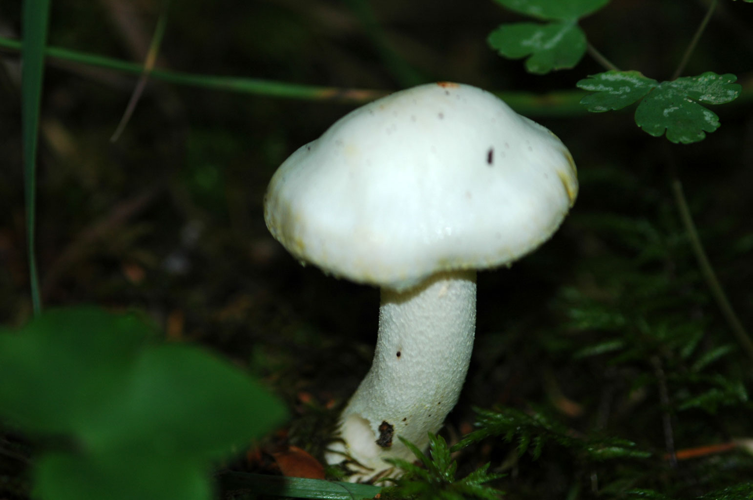 Altri funghi.