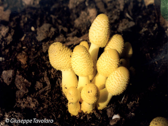 Funghi gialli.