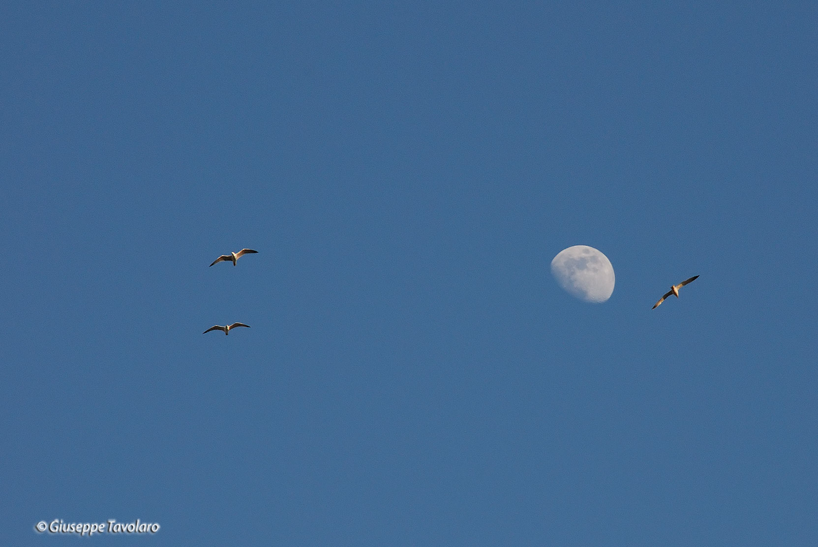Gabbiani sulla Luna.