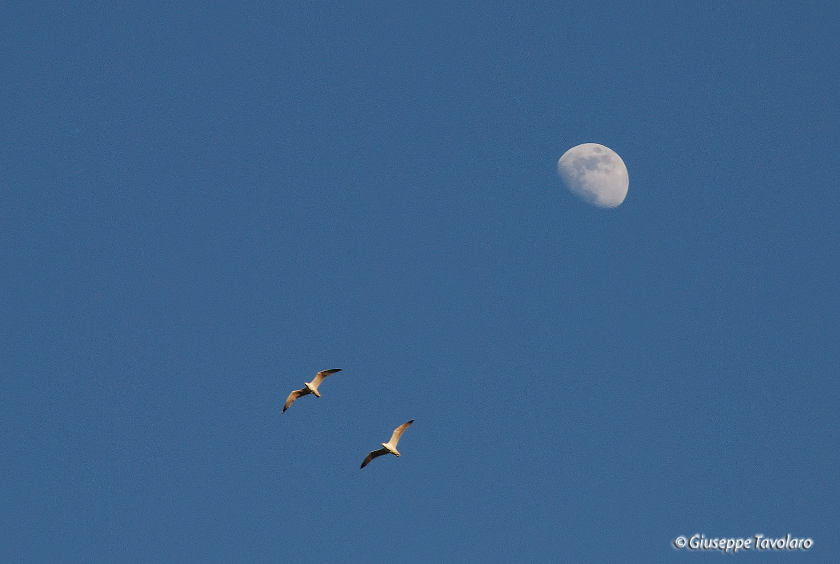 Gabbiani sulla Luna.