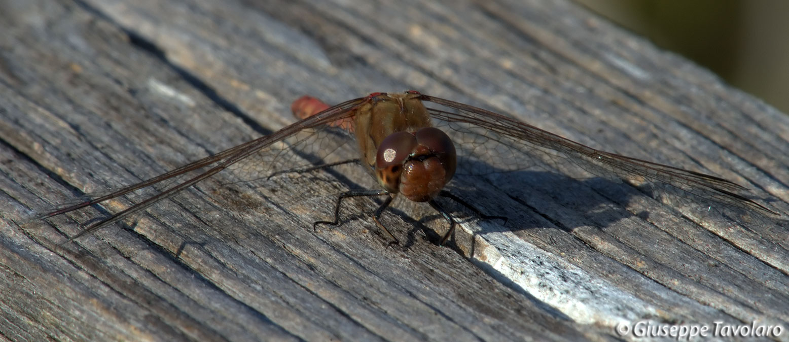 Libellule: Sympetrum striolatum