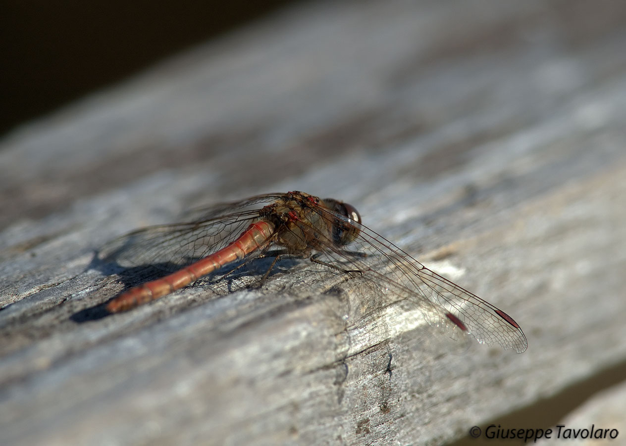 Libellule: Sympetrum striolatum