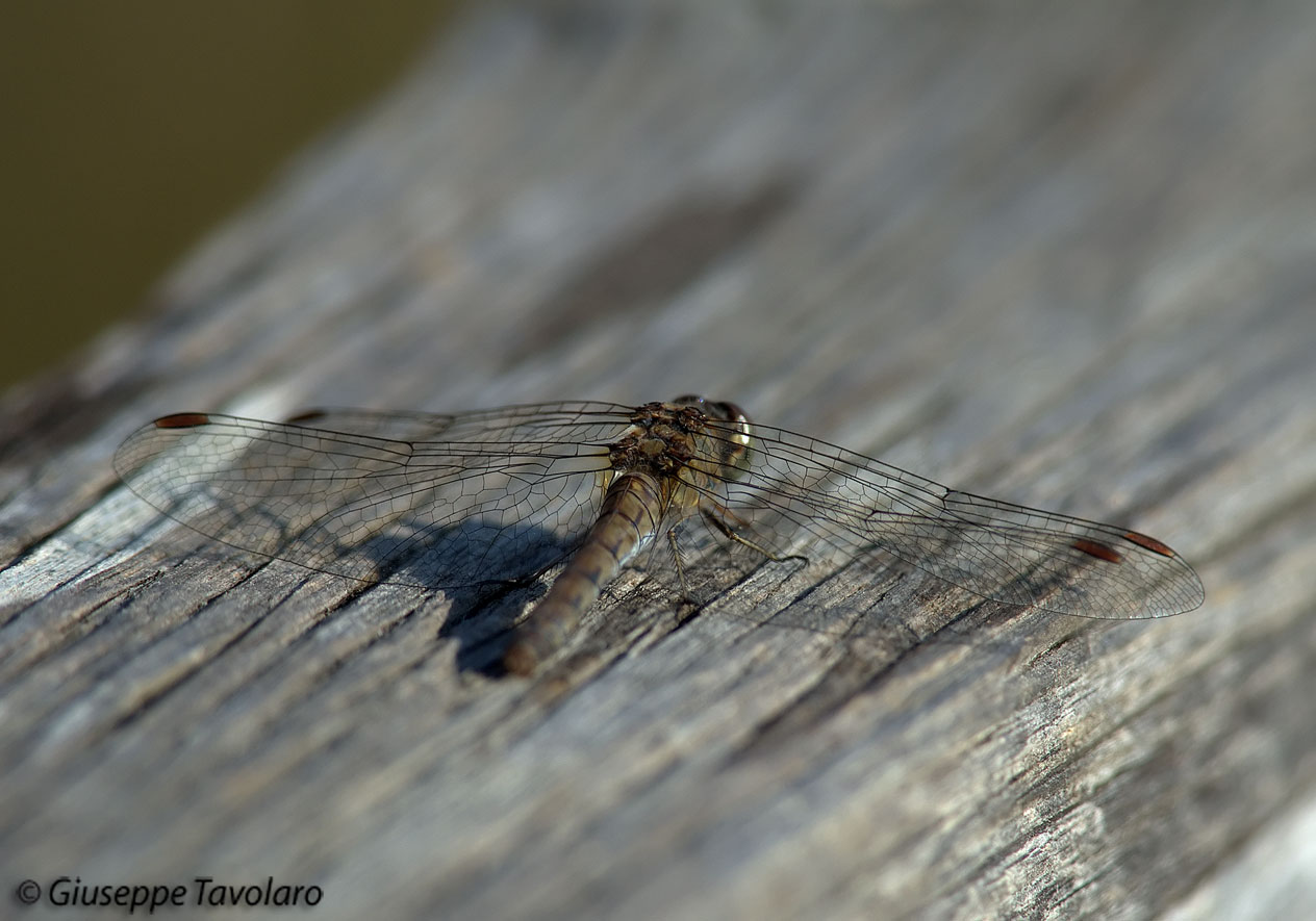Libellule: Sympetrum striolatum