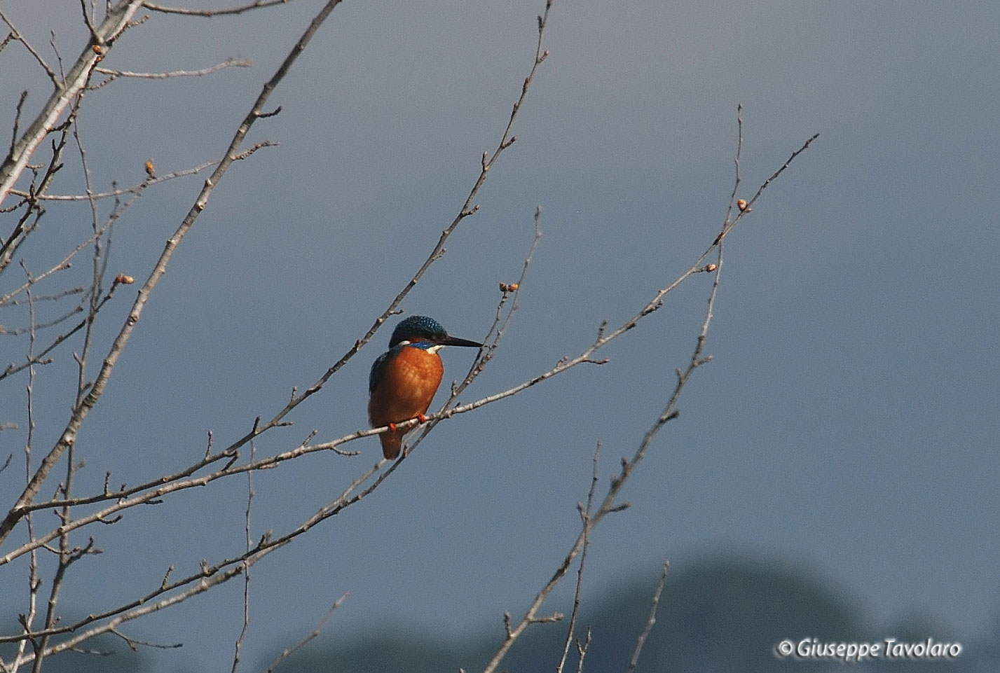 Martin pescatore  Alcedo atthis.