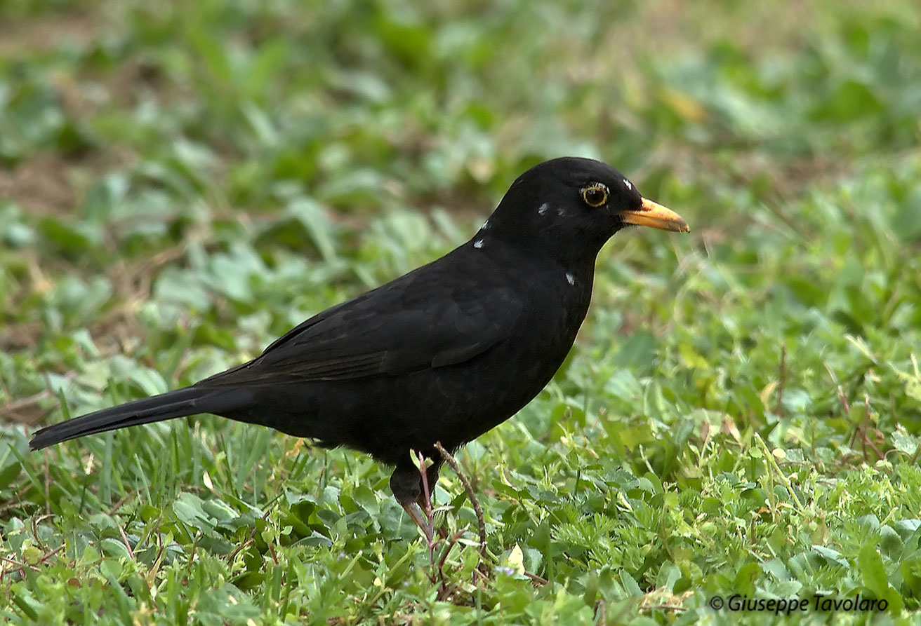 Merlo Turdus merula. semplicemente un maschio e una femmina.