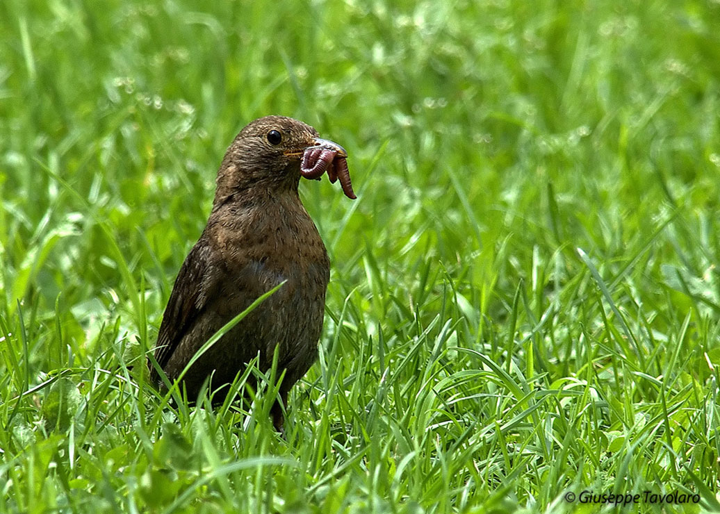 Merlo Turdus merula. semplicemente un maschio e una femmina.