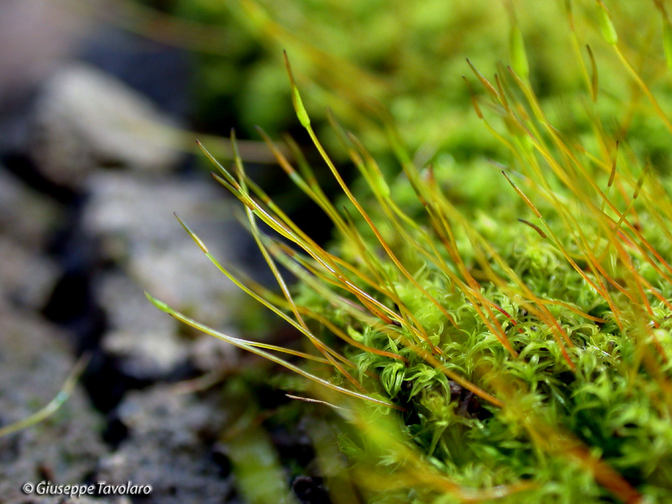 Passeggiando tra i muschi.