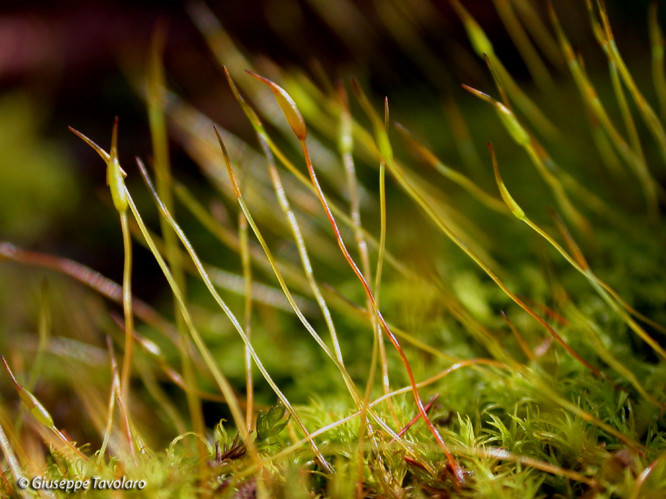 Passeggiando tra i muschi.