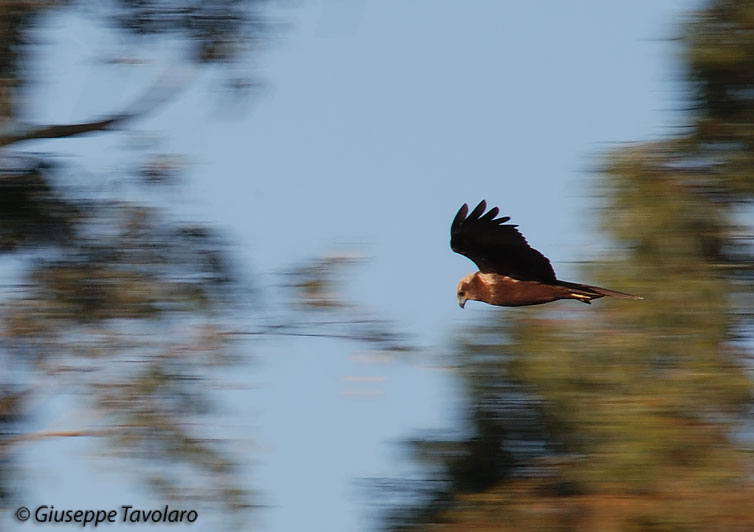 Falco di palude Circus aeruginosus