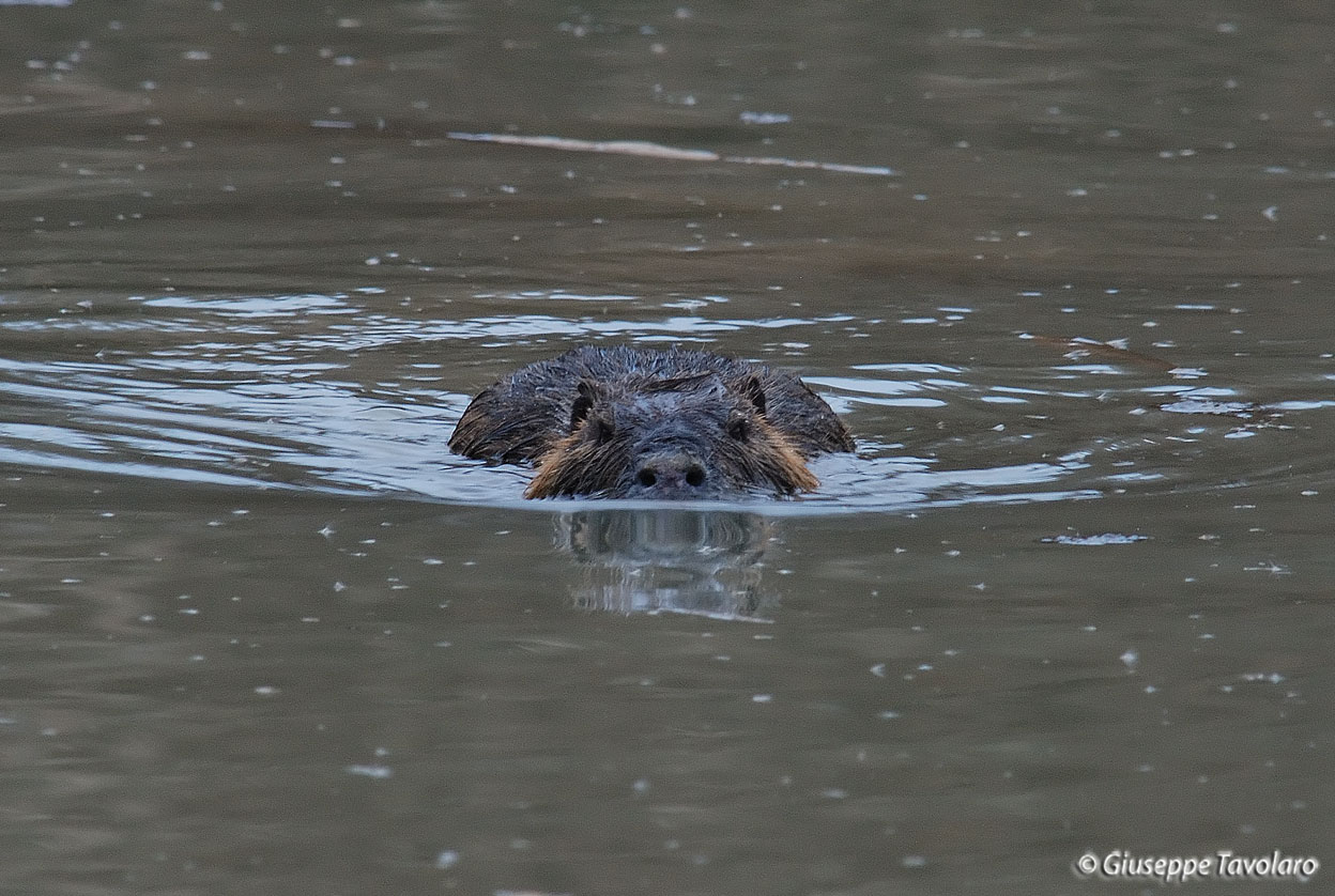 Nutria Myocastor coypus