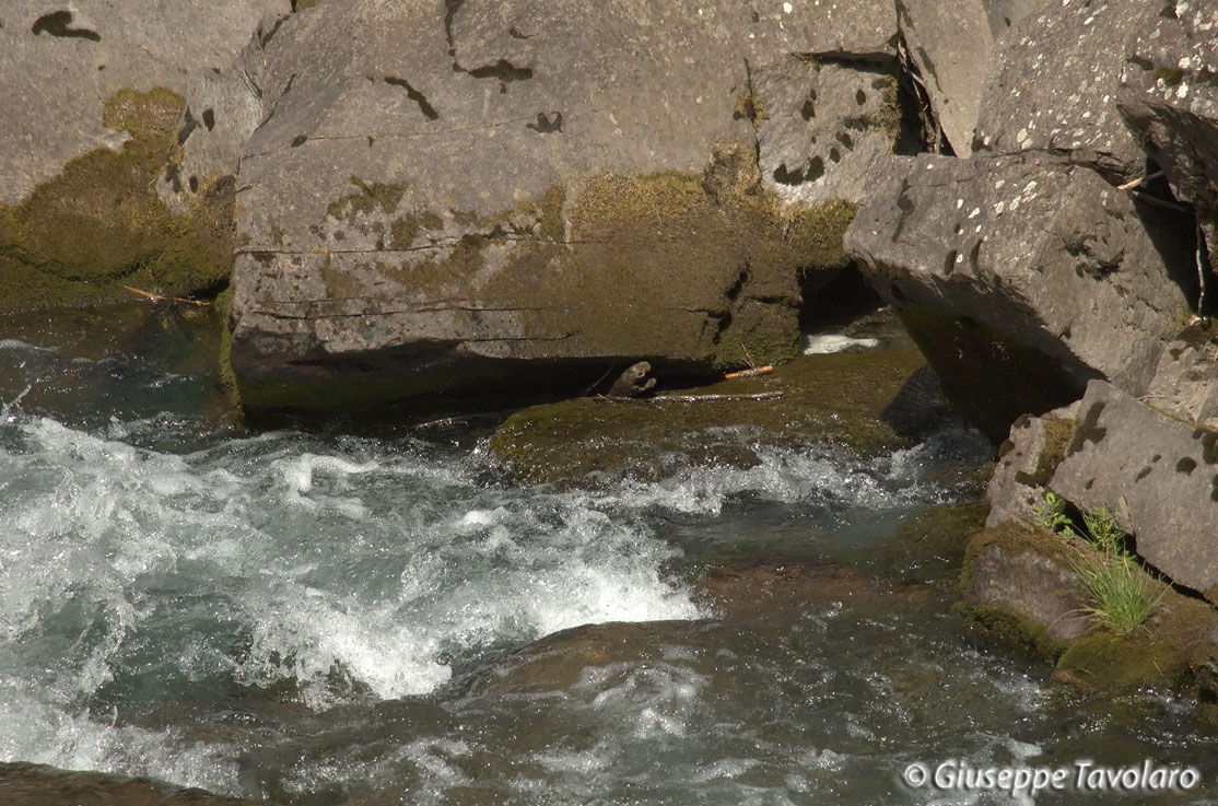 Parco di Paneveggio.