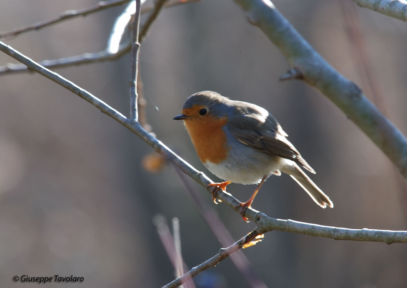 Pettirosso - Erithacus rubecula