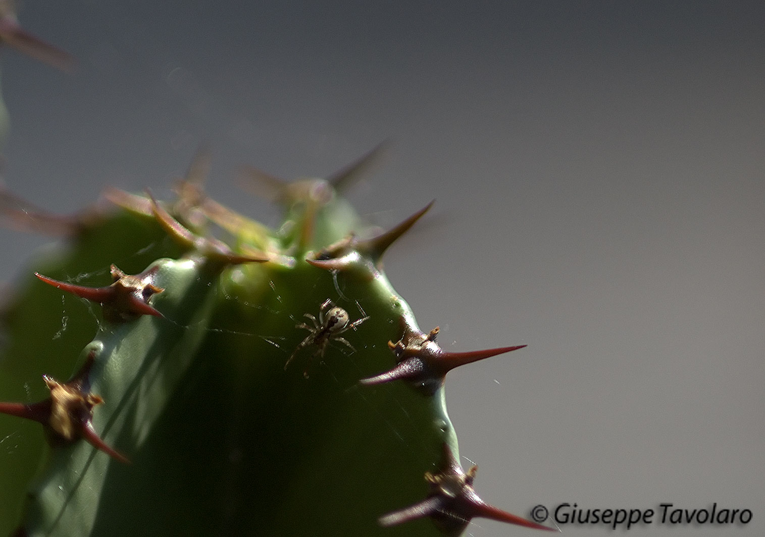 Il ragno (piccolo Theridiidae) e la sua preda.