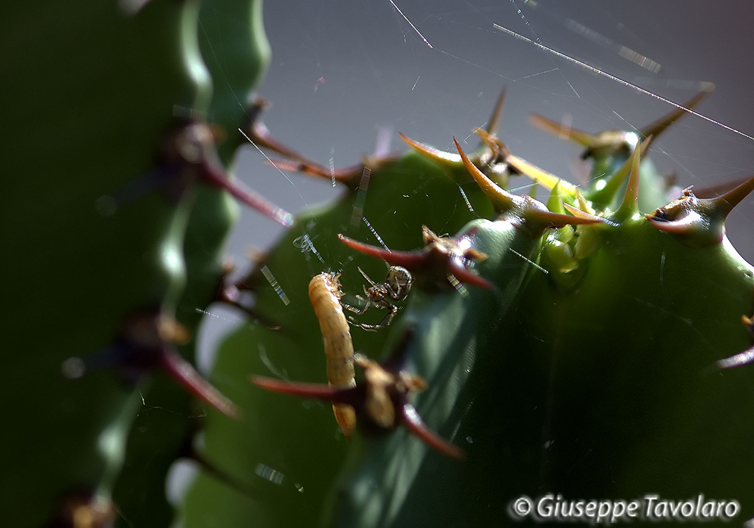 Il ragno (piccolo Theridiidae) e la sua preda.