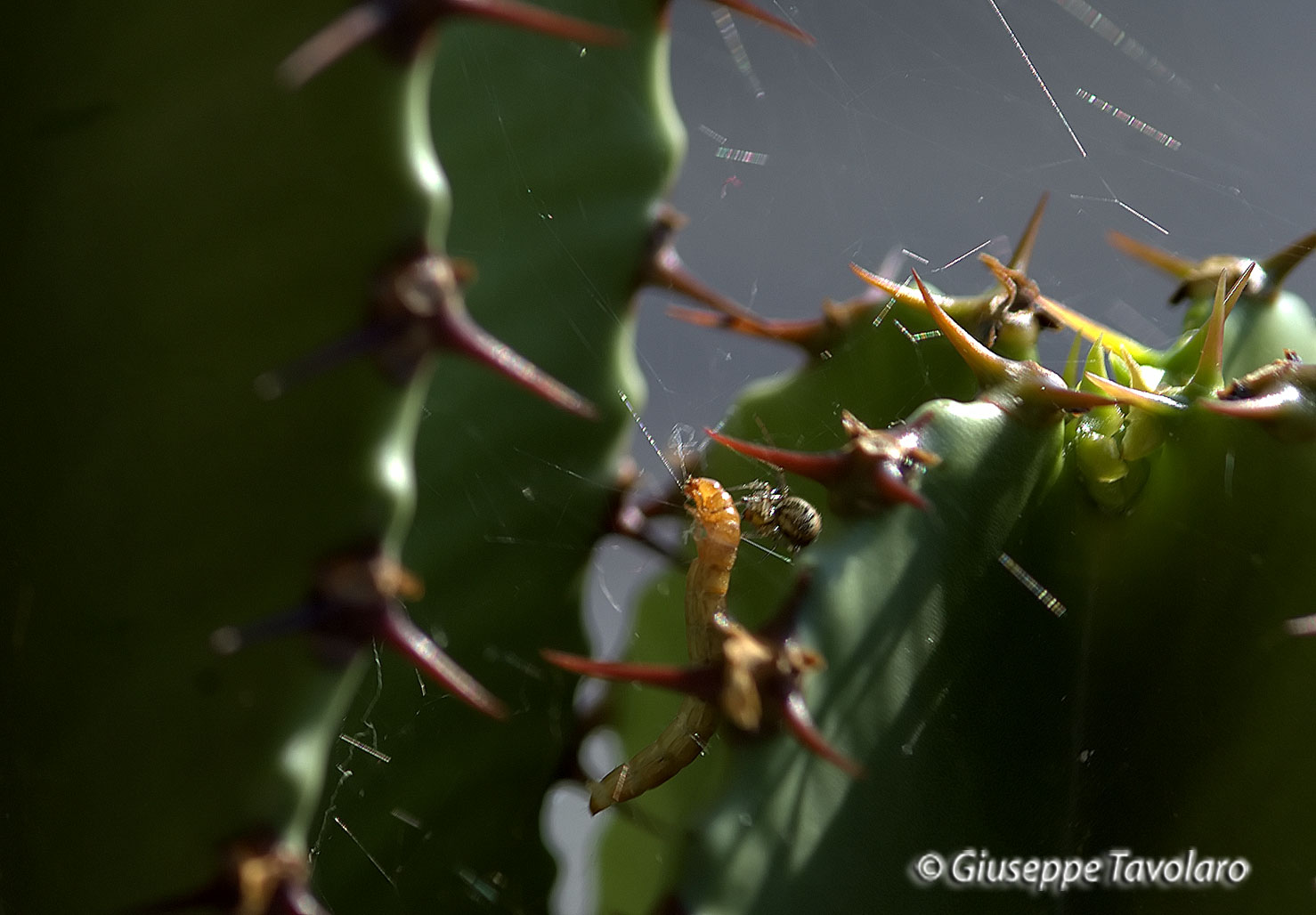 Il ragno (piccolo Theridiidae) e la sua preda.