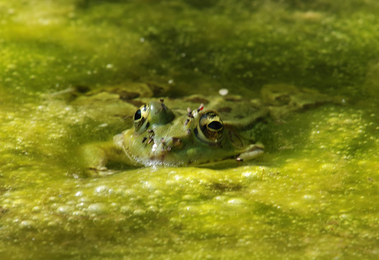 Rana - Pelophylax sp.