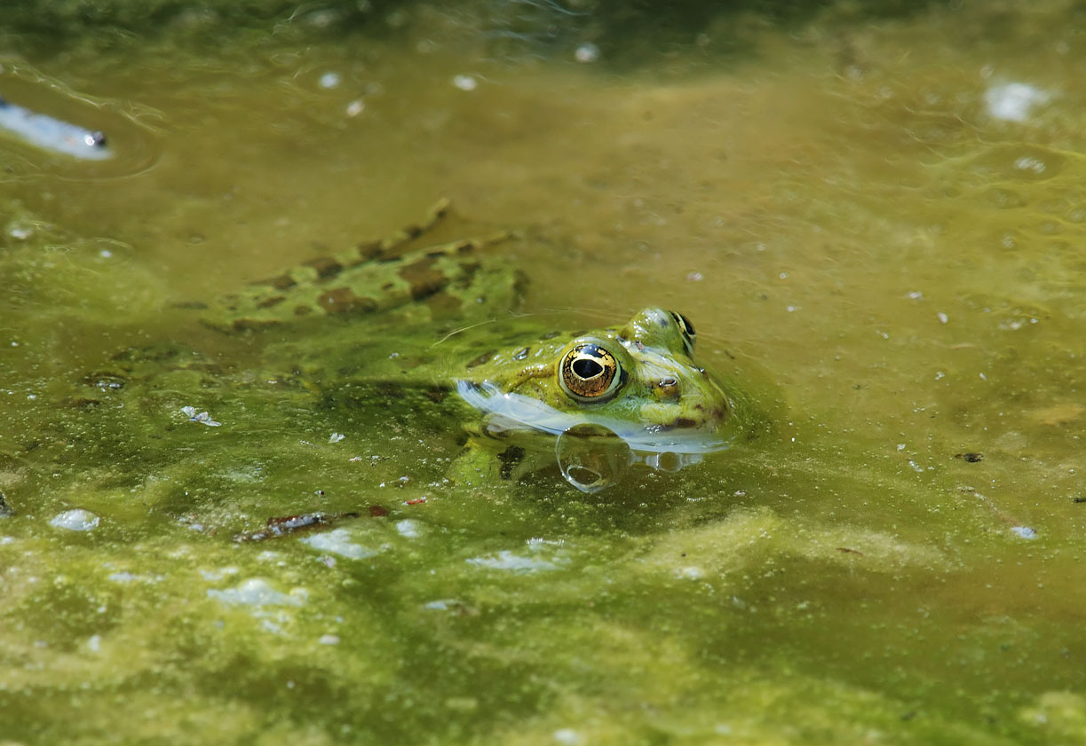 Rana - Pelophylax sp.
