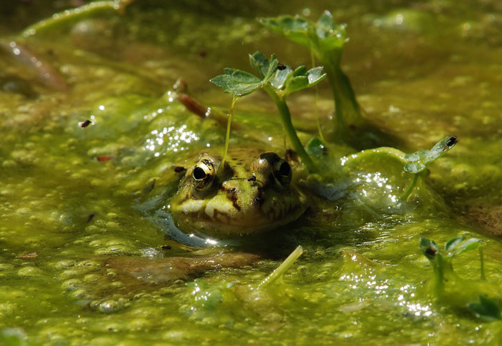 Rana - Pelophylax sp.