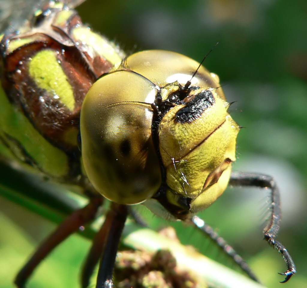 Primo piano libellula: Aeshna cyanea (femmina)