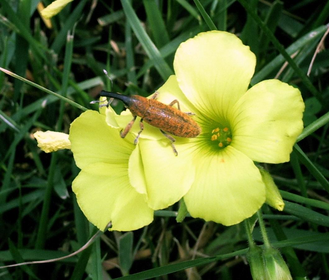 Lixus pulverulentus della Sicilia