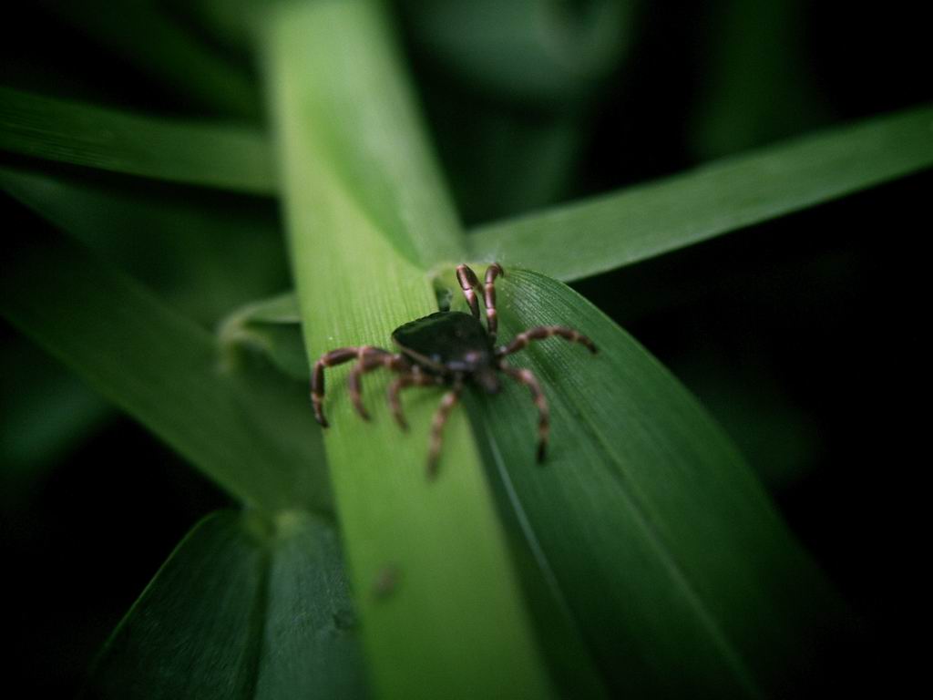 Tomisus onustus, Cyrtophora citricola e zecca