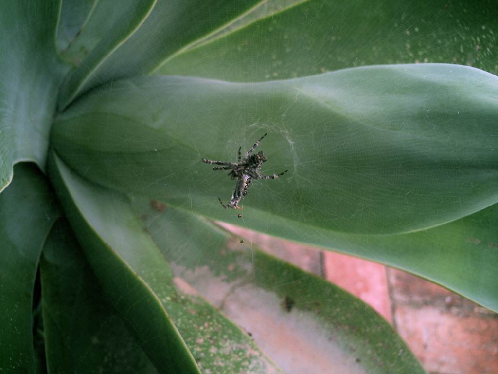 Tomisus onustus, Cyrtophora citricola e zecca