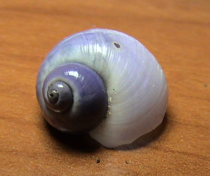 Sconosciuta