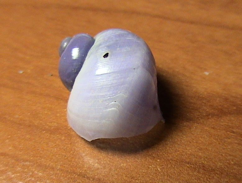 Sconosciuta