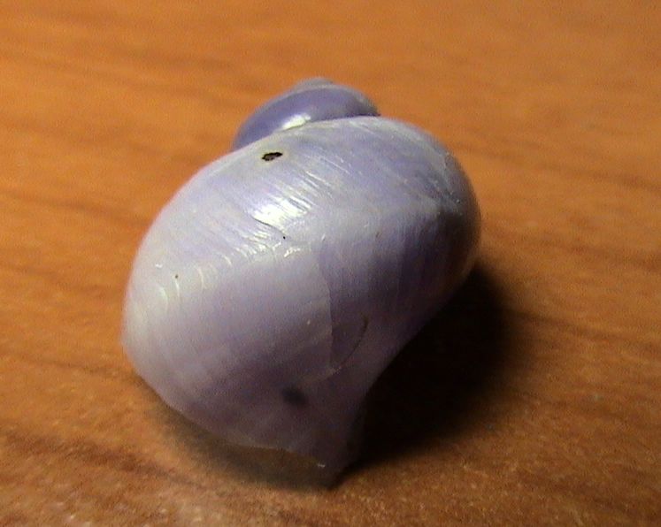 Sconosciuta