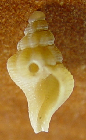 Giovanile di. Trophon muricatus?