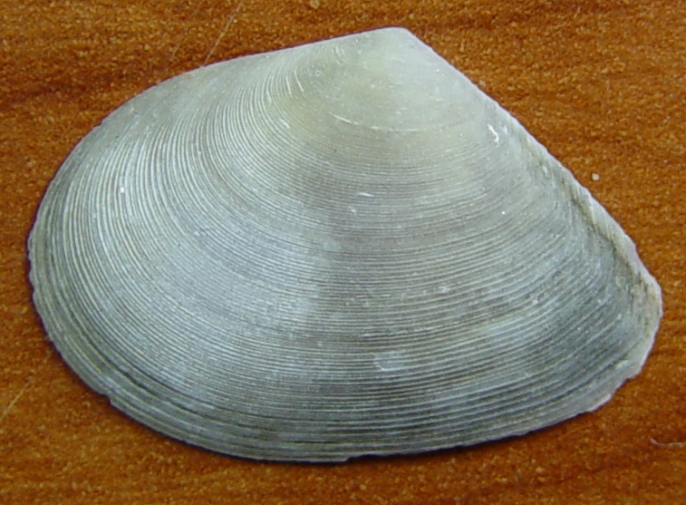 Un consiglio