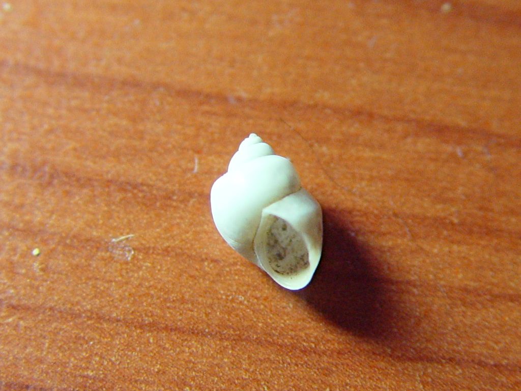 Sconosciuta
