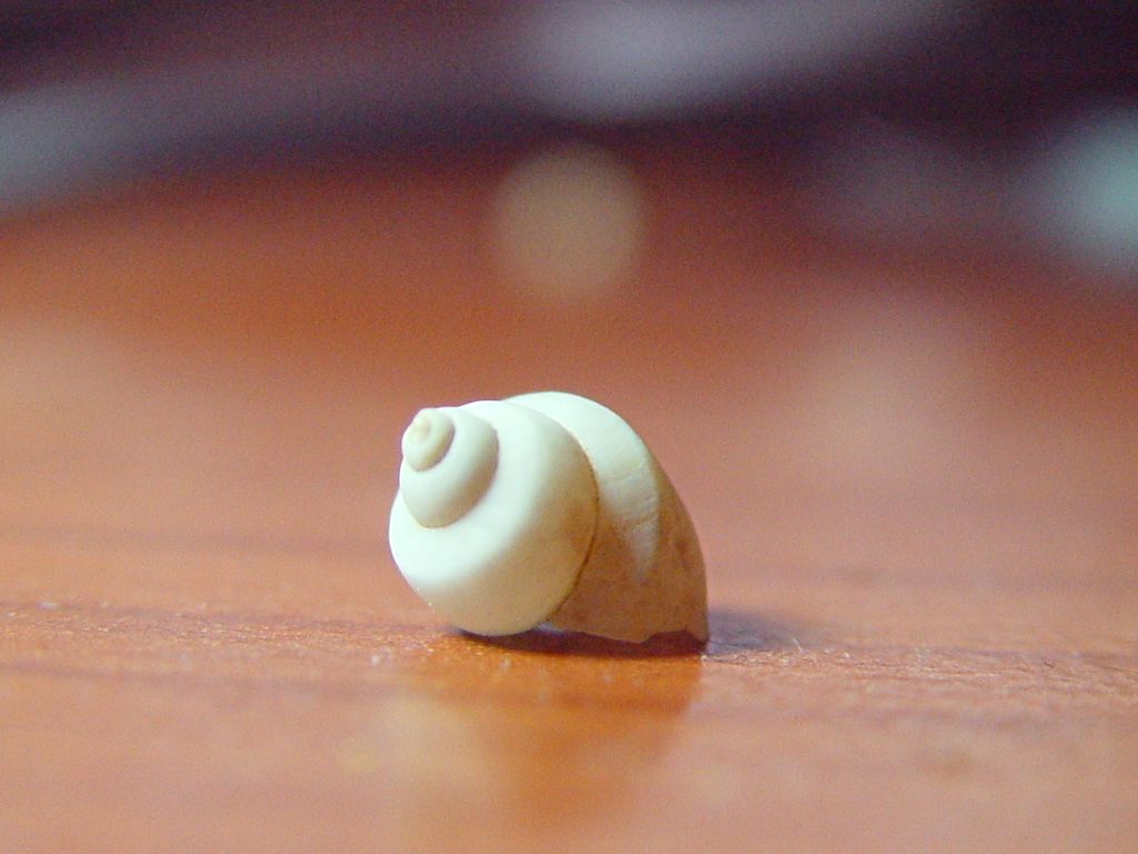 Sconosciuta