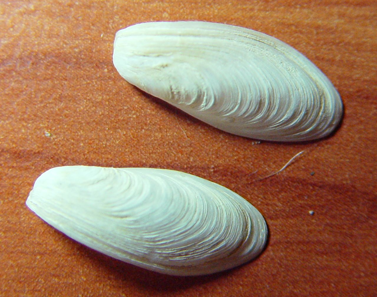 Gastrochaena dubia