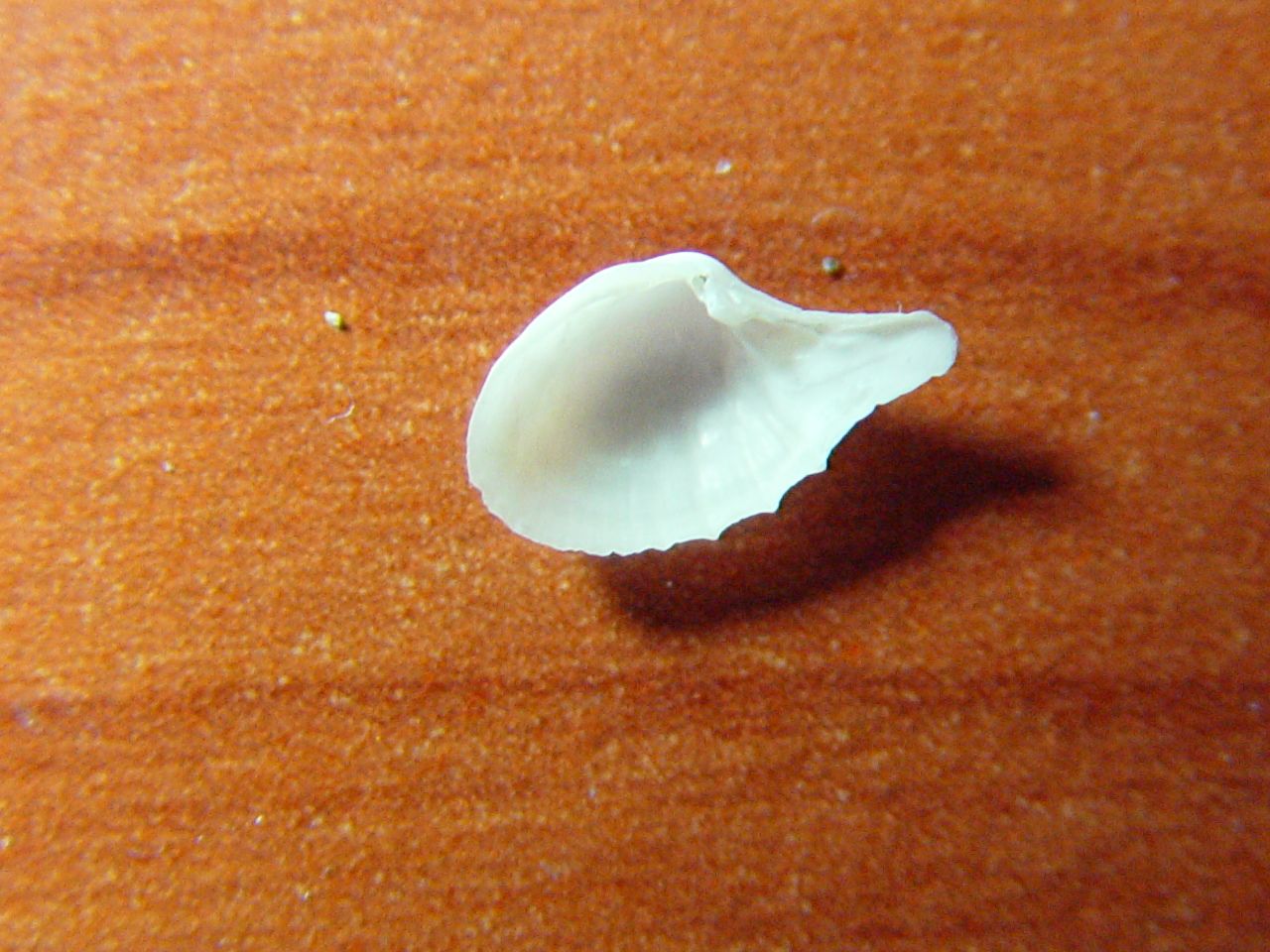 Cardiomya costellata