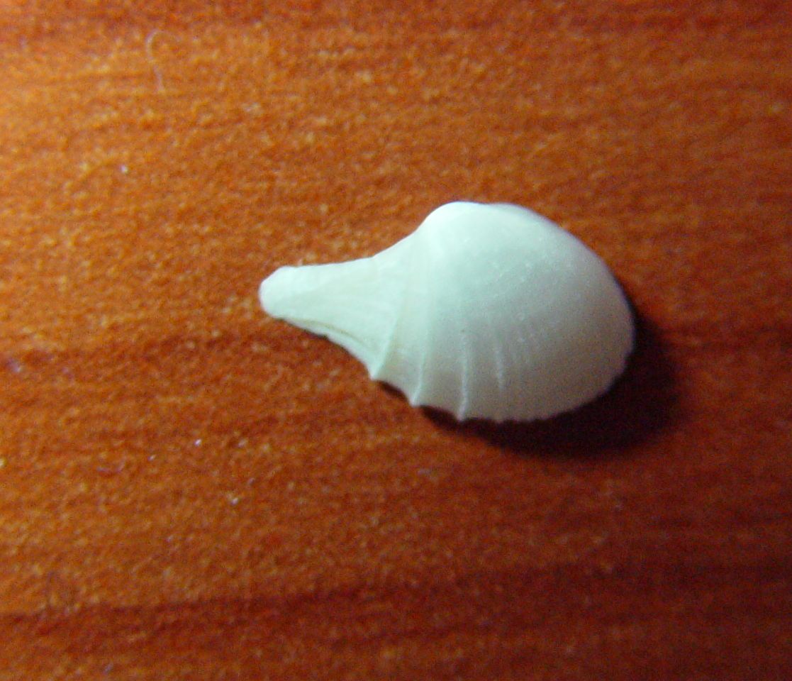 Cardiomya costellata