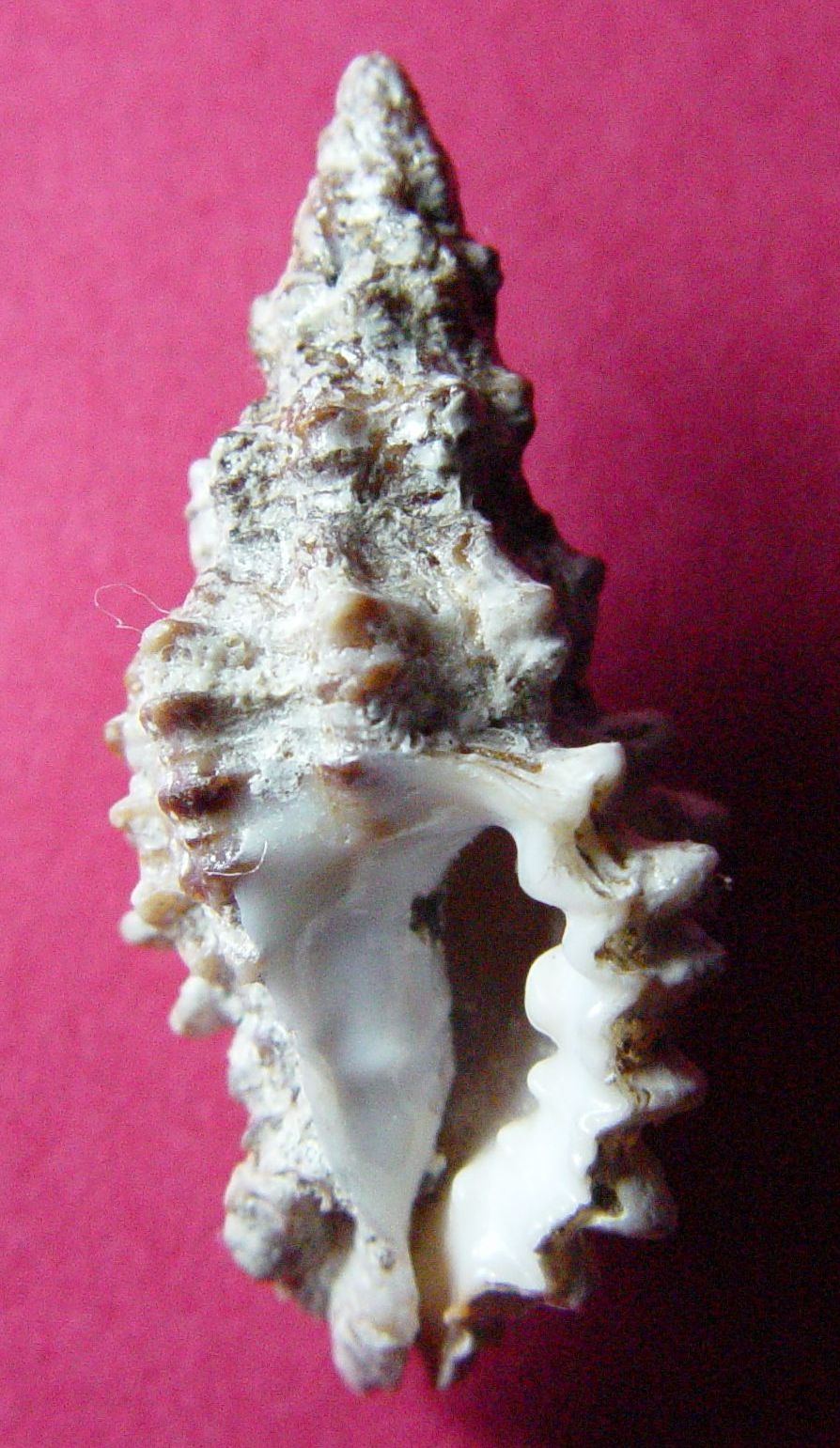 Muricopsis cristata