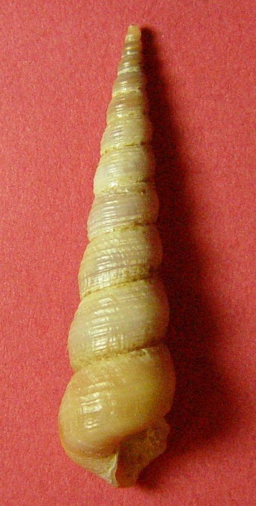 Turitella communis