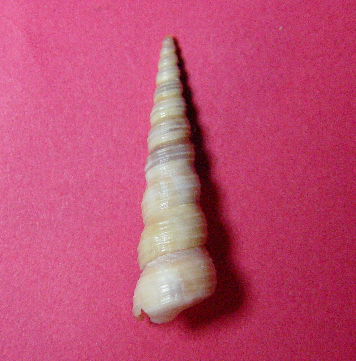 Turitella communis