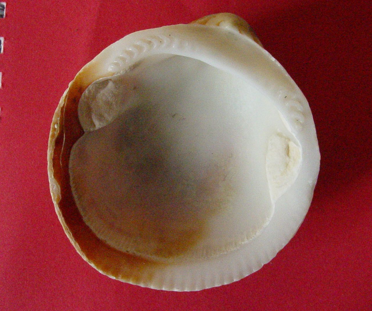 Glycymeris pilosus e Glycymeris violacescens