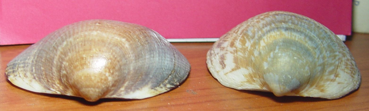 Glycymeris pilosus e Glycymeris violacescens