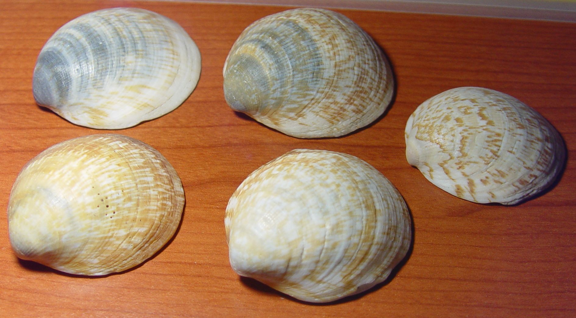 Glycymeris pilosus e Glycymeris violacescens