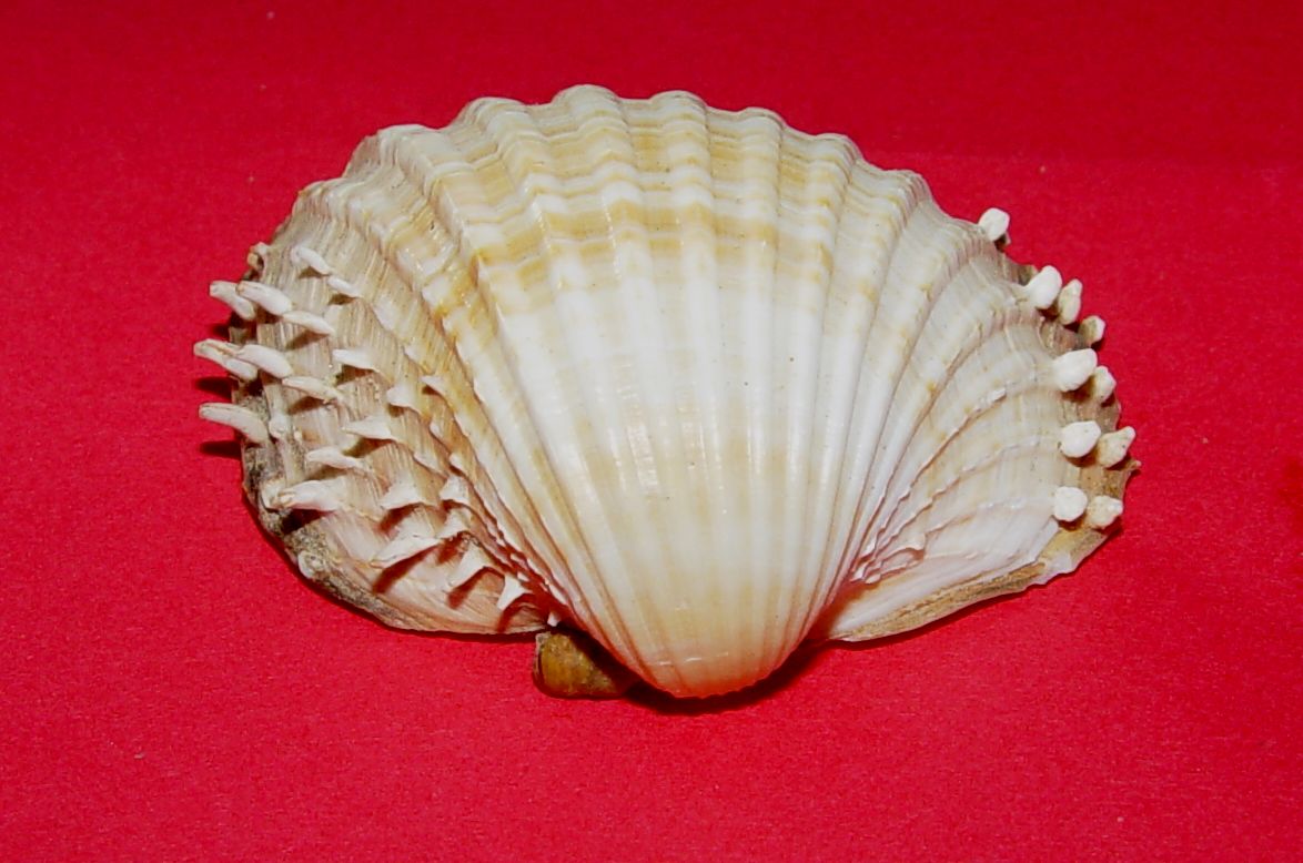 Acanthocardia aculeata